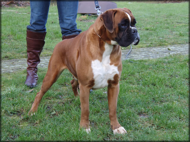 boxer: Italia del Colle Infinito